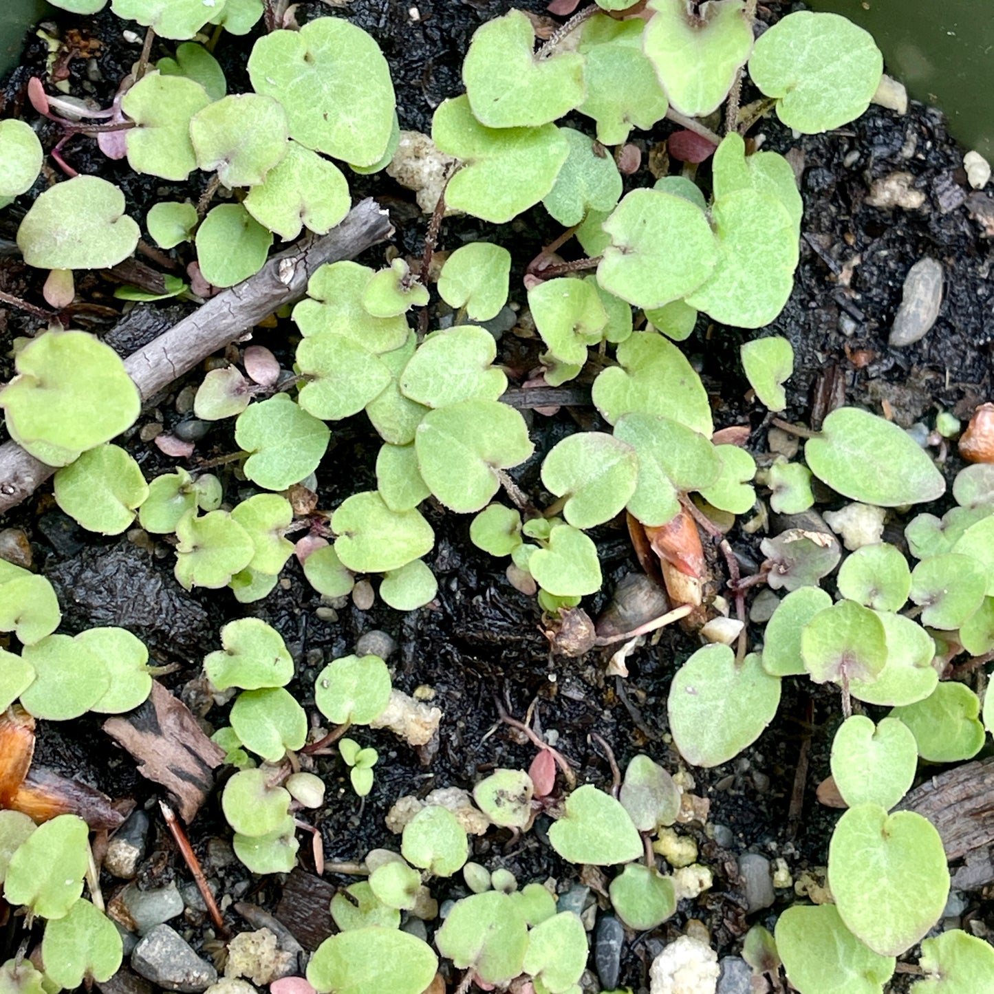 Bellflowers — Scotch bellflower (Campanula rotundifolia) Seeds