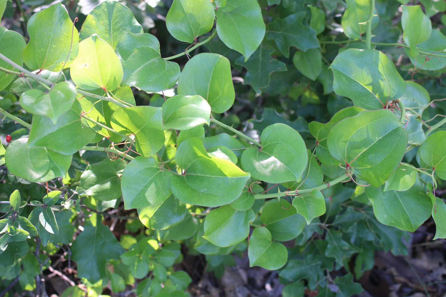 Greenbrier (Smilax rotundifolia) Plants