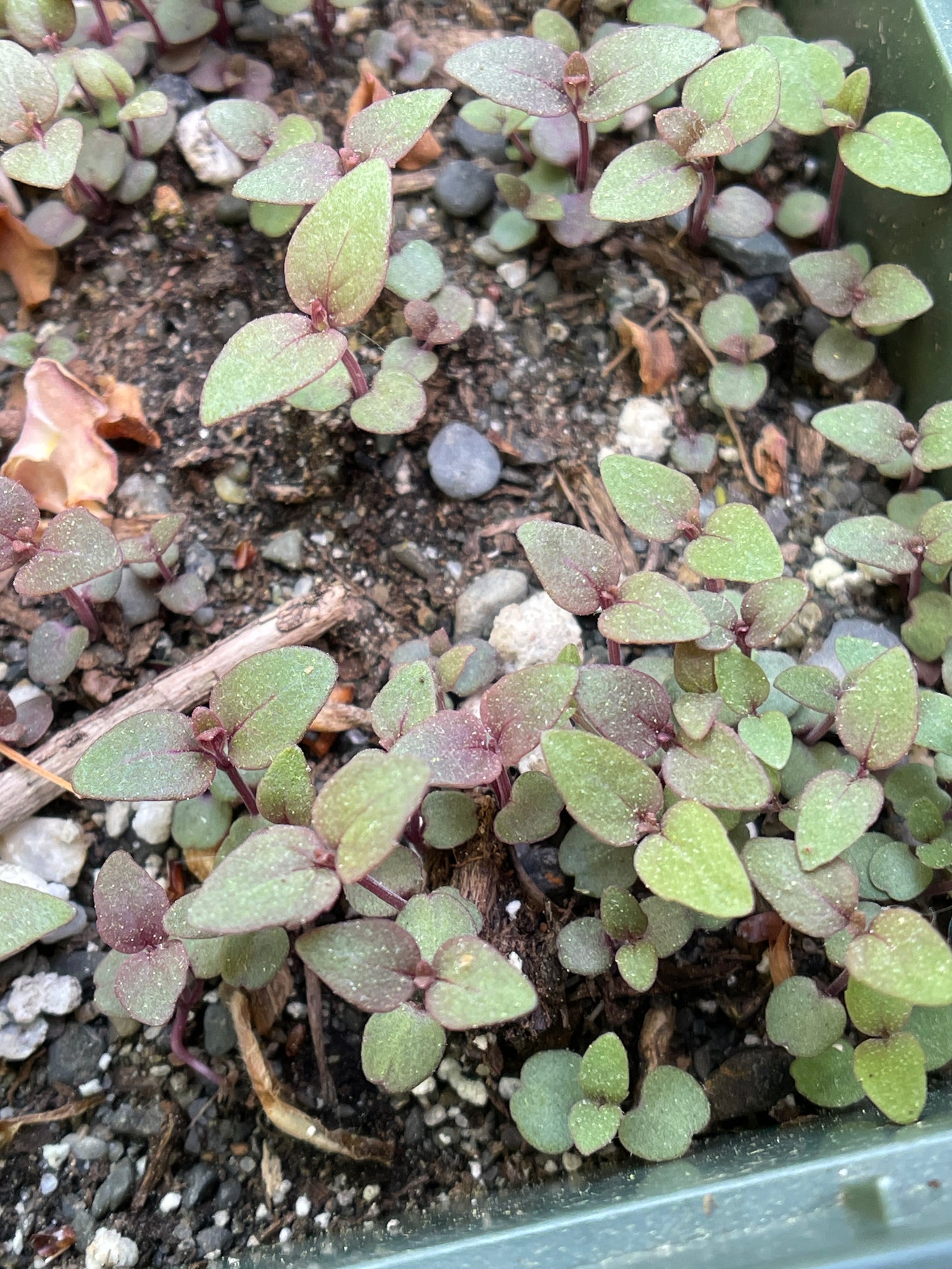 Bee-balms — Bradbury's bee-balm (Monarda bradburiana) Seeds