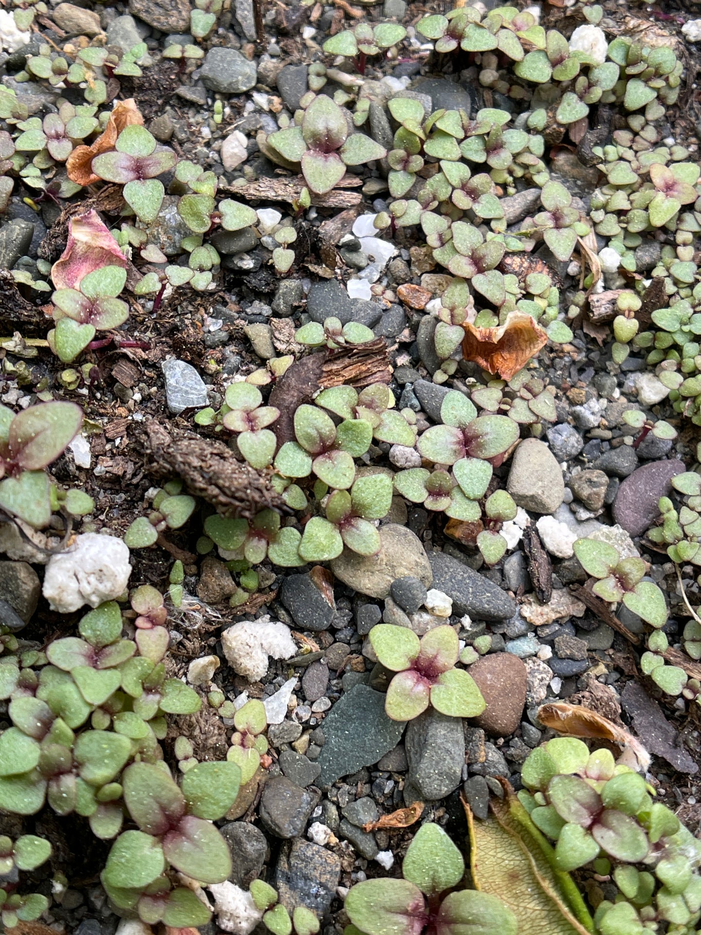 Beardtongues — Northeastern beardtongue (Penstemon hirsutus) Seeds