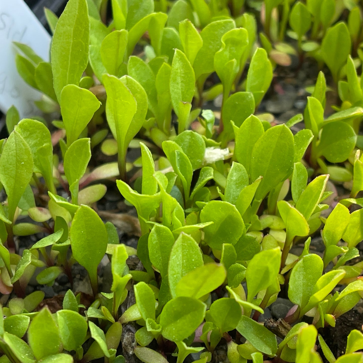 Goldenrods — Seaside goldenrod (Solidago sempervirens) Seeds
