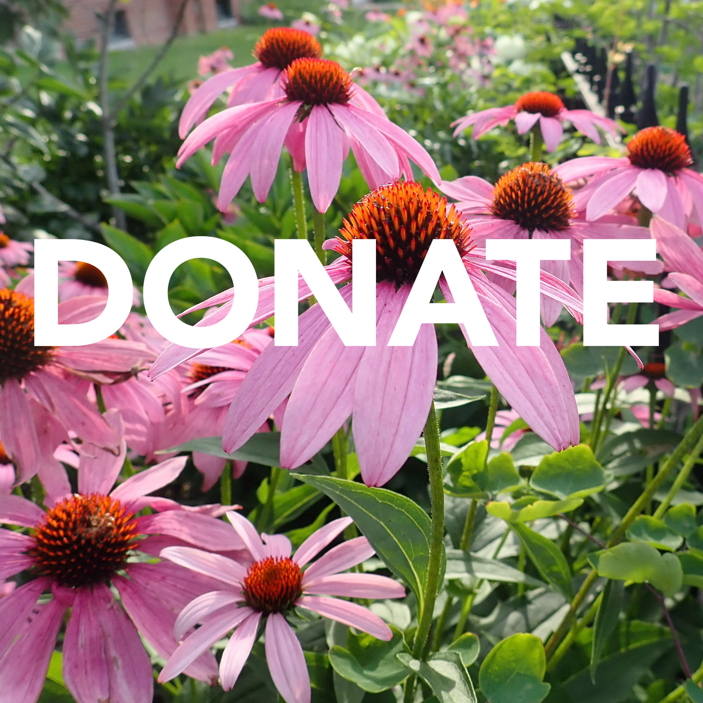 Make a Donation