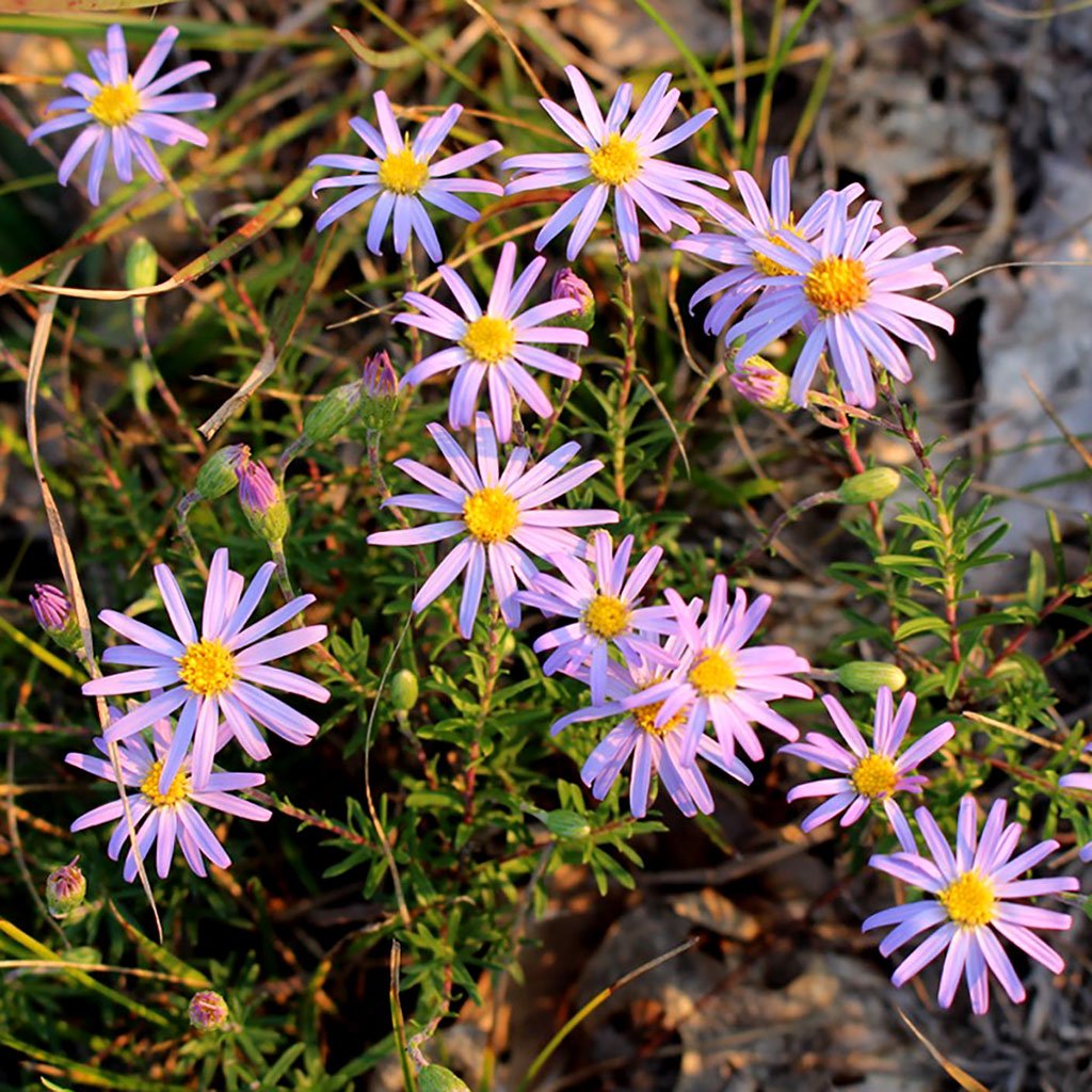 Asters — Flax-leaved stiff aster (Ionactis linariifolia) Plants