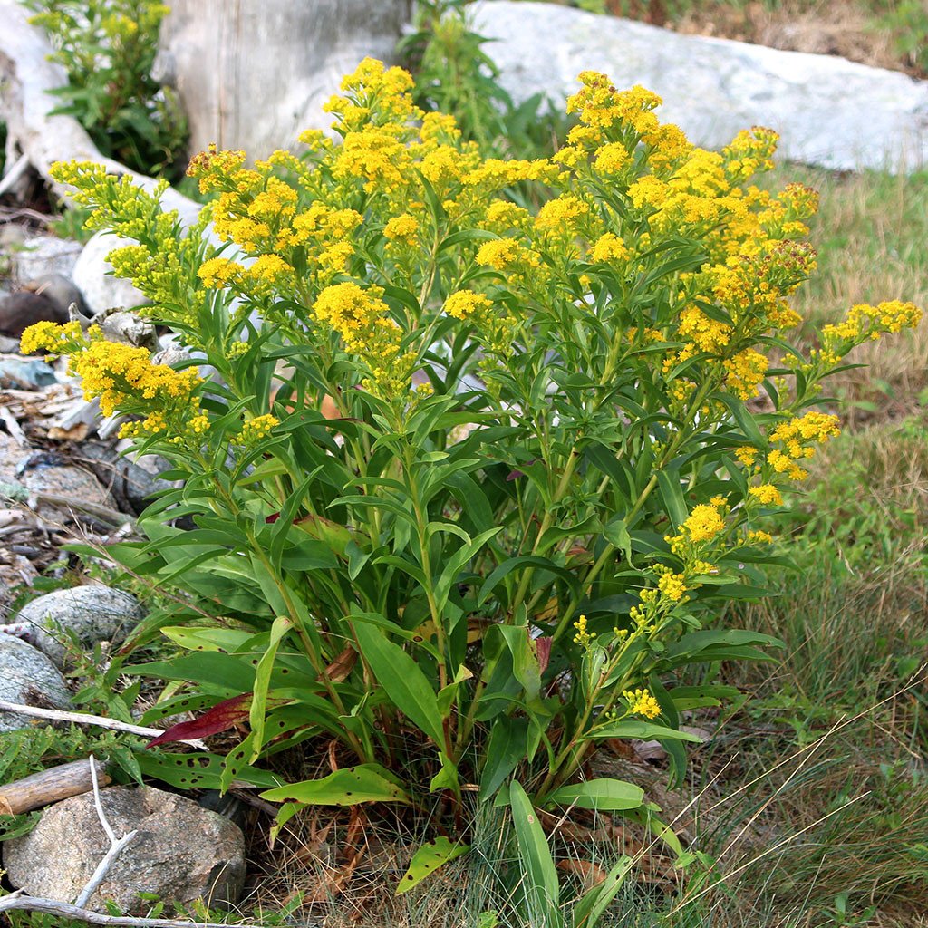 Goldenrods — Seaside goldenrod (Solidago sempervirens) Plants