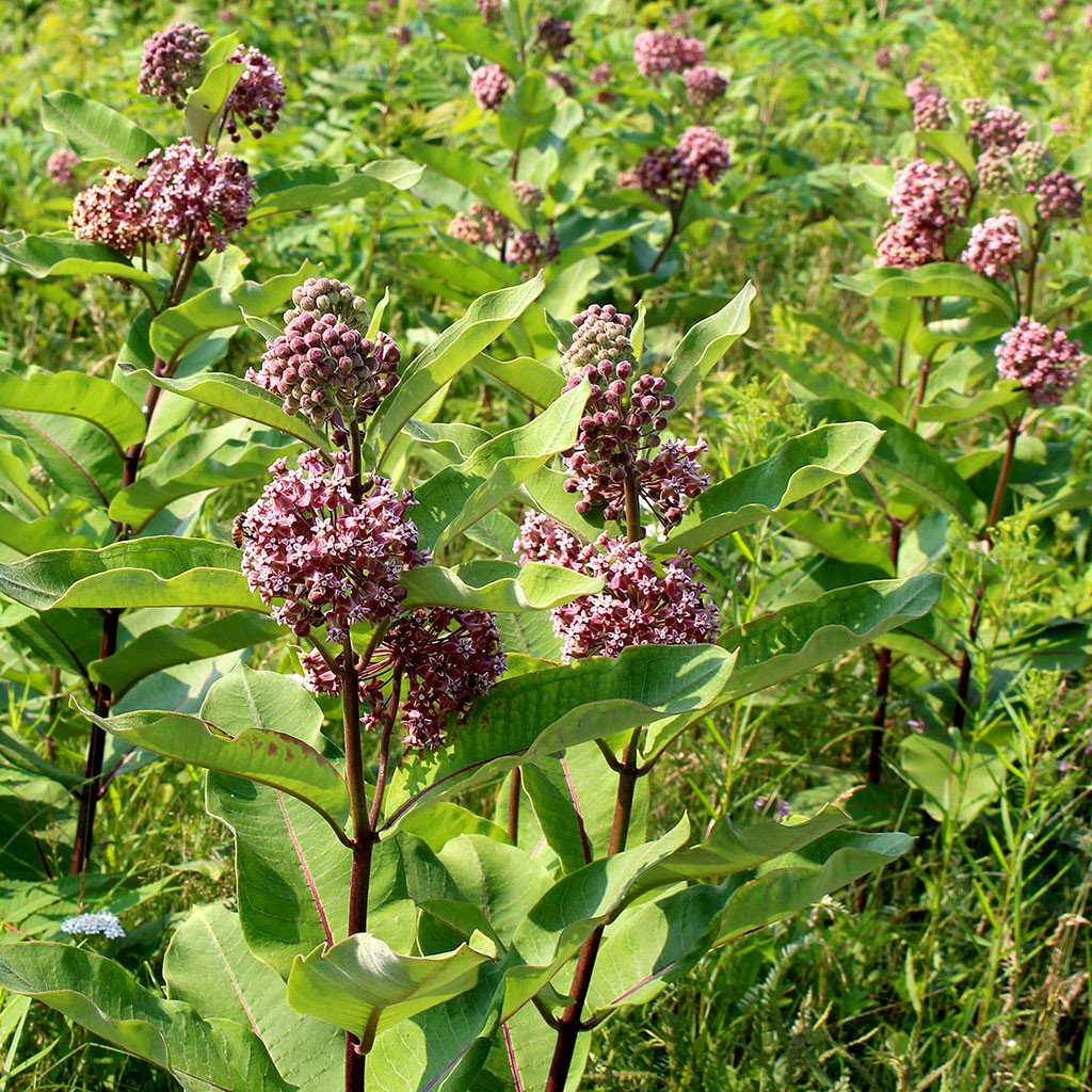Milkweeds — Common milkweed (Asclepias syriaca) Plants