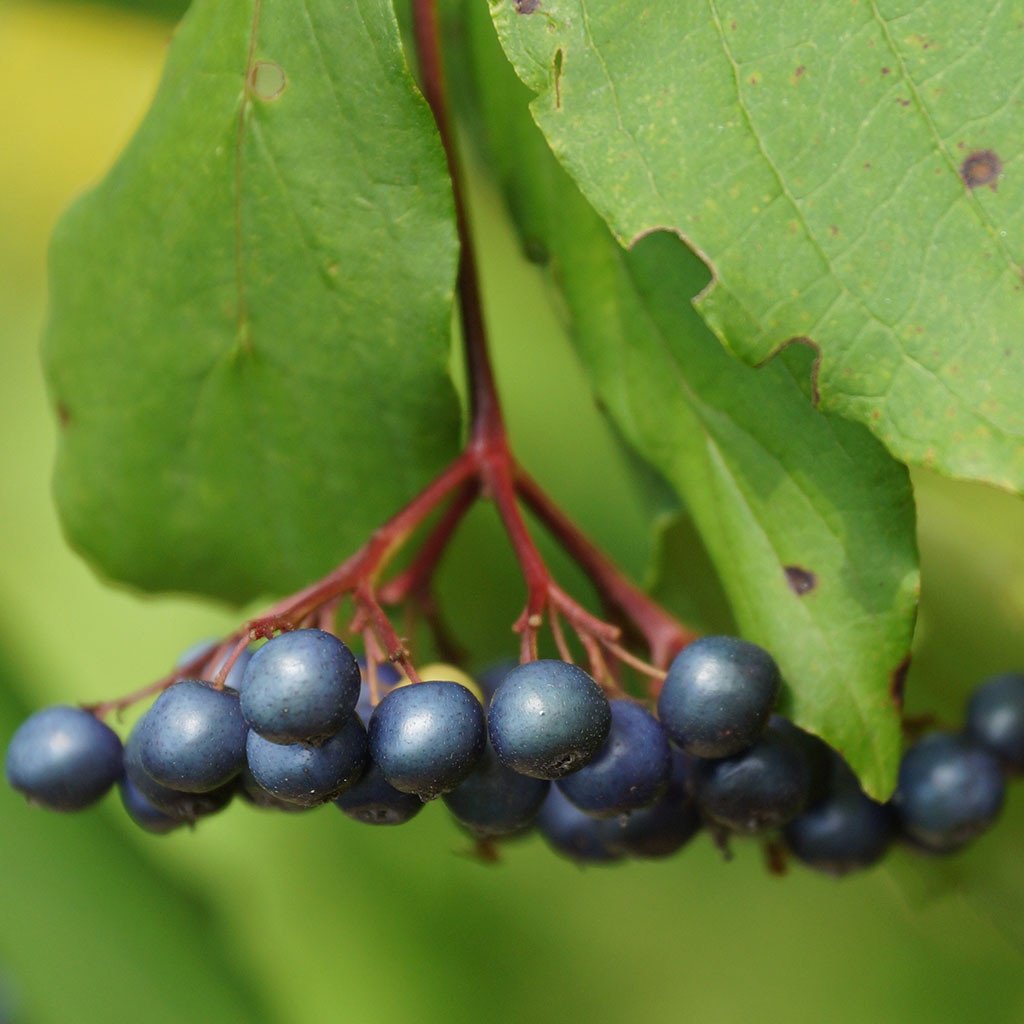 Dogwoods — Silky dogwood (Swida amomum) Plants