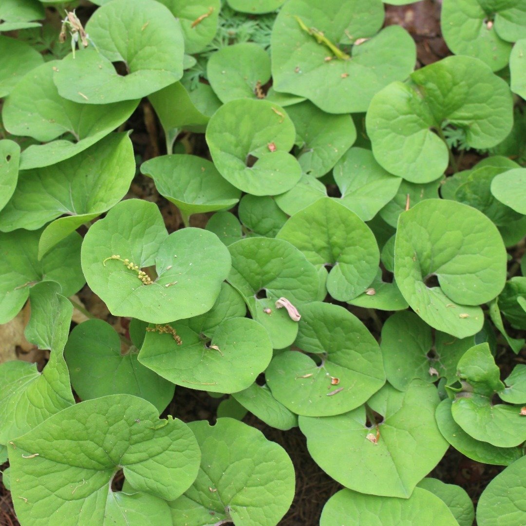Wild ginger (Asarum canadense)