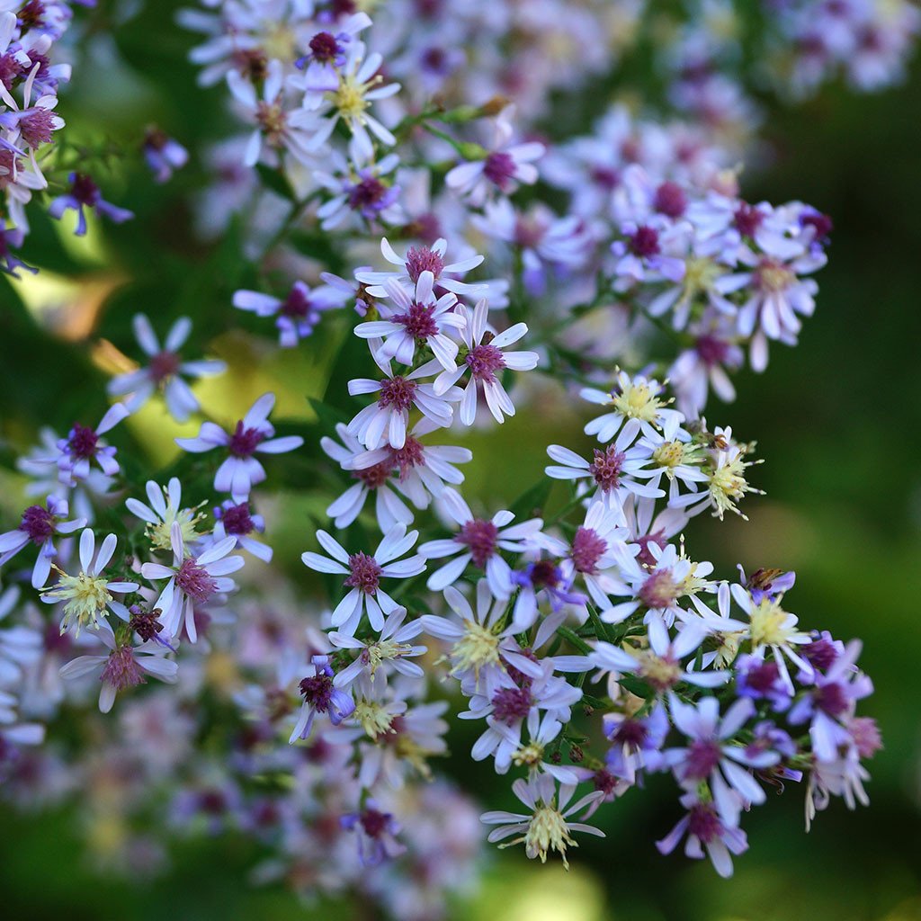 Asters — Blue-wood aster (Symphyotrichum cordifolium) Plants