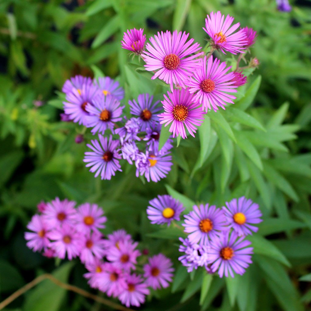 Asters — New England aster (Symphyotrichum novae-angliae) Plants