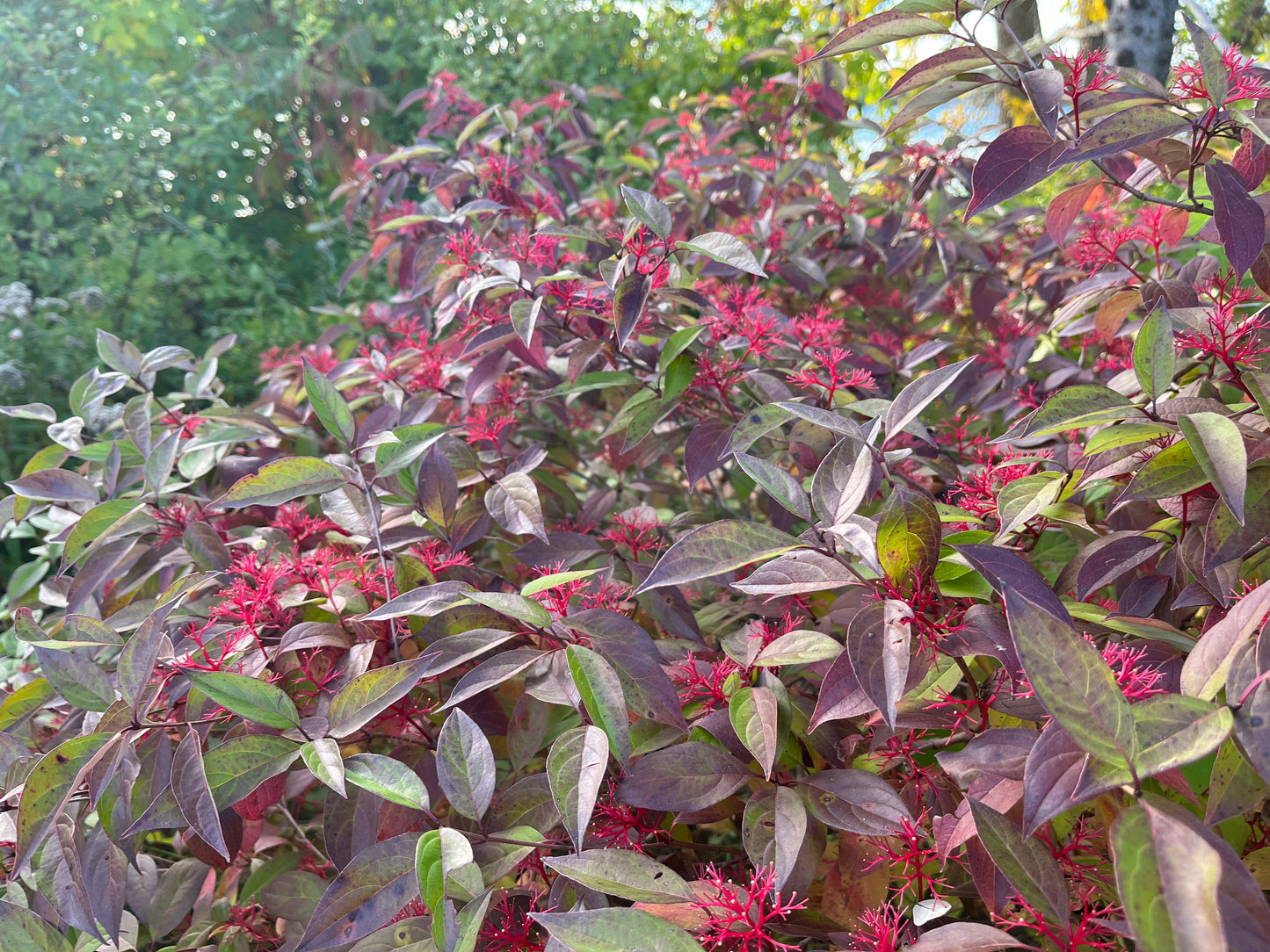 Dogwoods – Gray dogwood (Swida racemosa) Plants