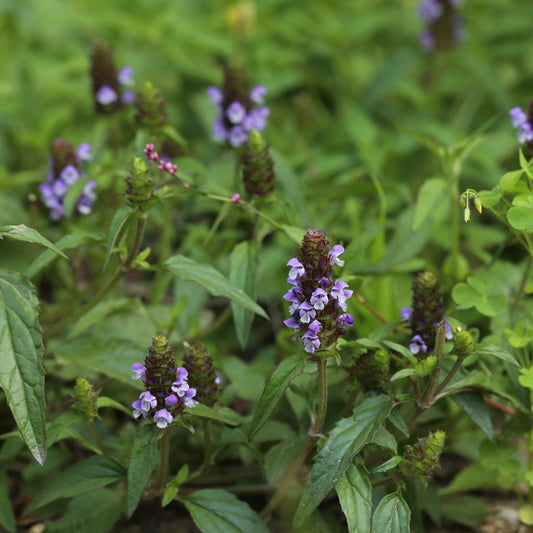 Heal-all (Prunella vulgaris ssp. lanceolata) Seeds