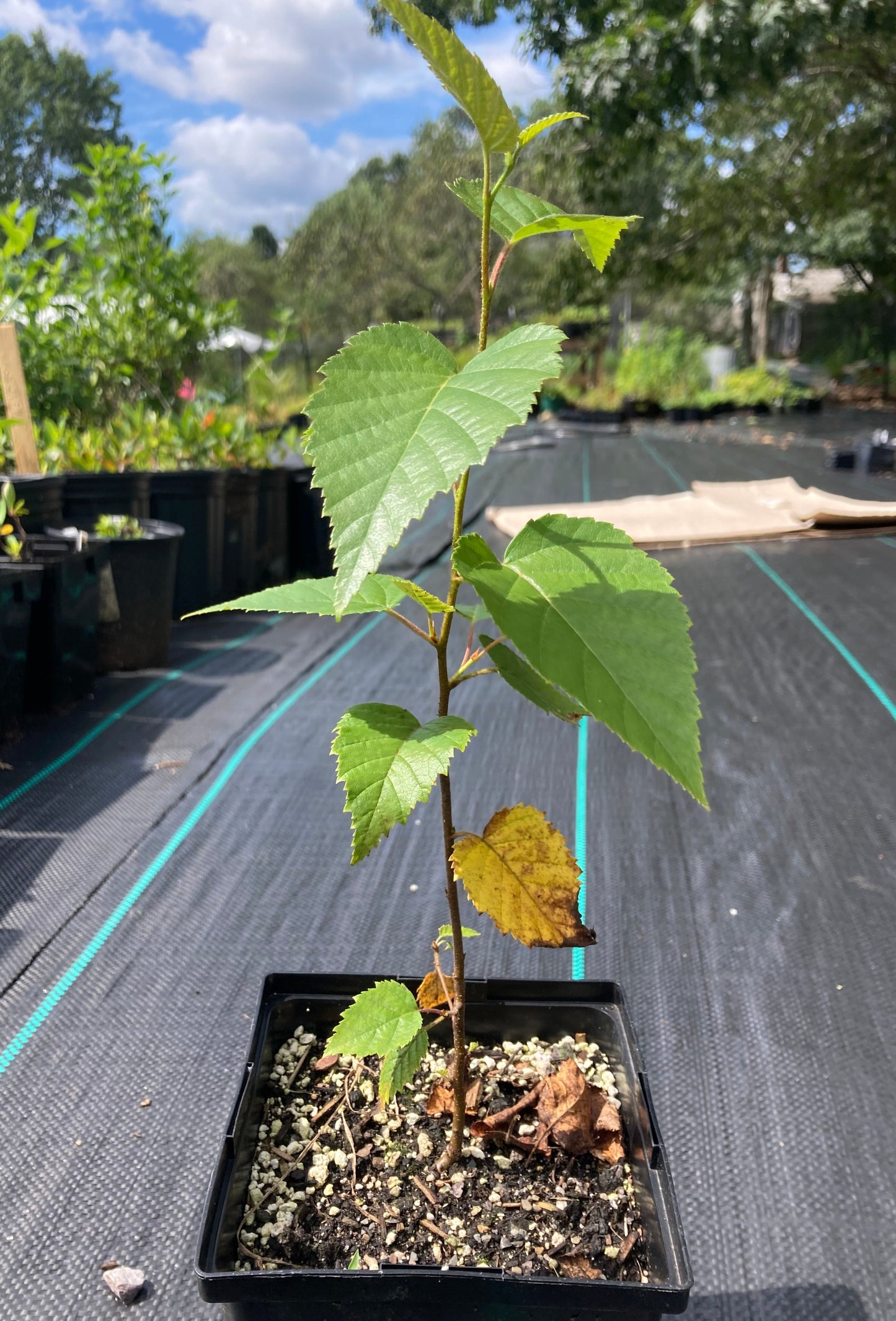 Gray birch (Betula populifolia) Plants