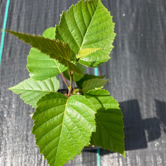 Gray birch (Betula populifolia) Plants