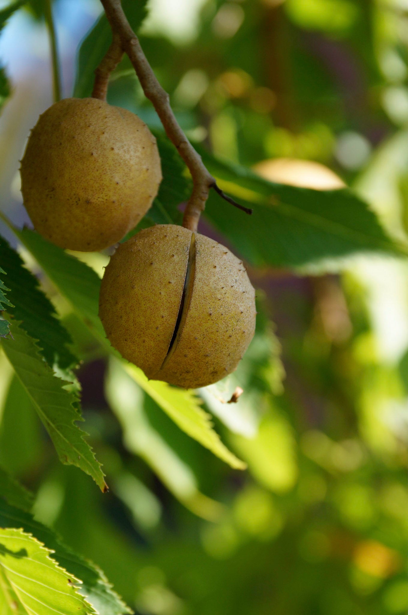 Ohio buckeye (Aesculus glabra) Plants