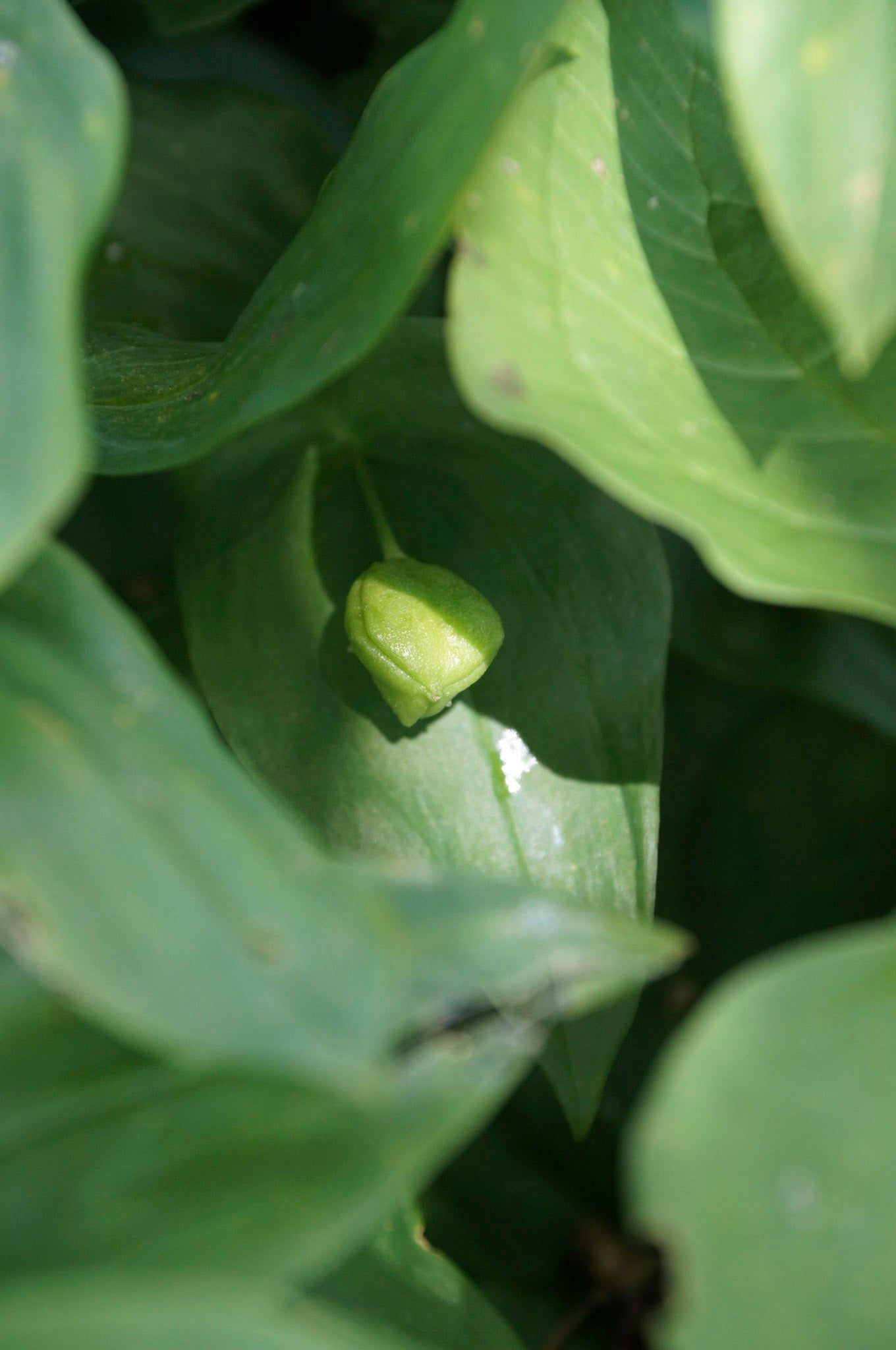 Large flowered bellwort (Uvularia grandiflora) Plants