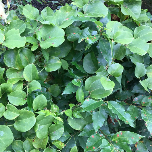 Greenbrier (Smilax rotundifolia) Plants