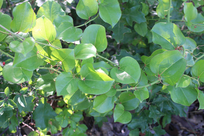 Greenbrier (Smilax rotundifolia) Plants