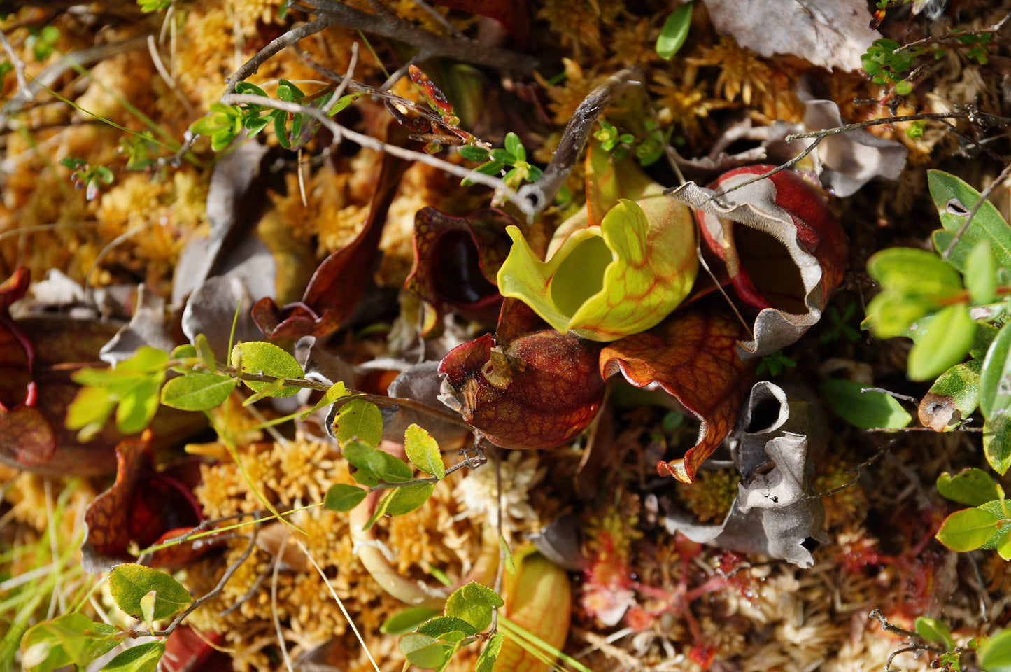 Purple pitcher plant (Sarracenia purpurea) Plants