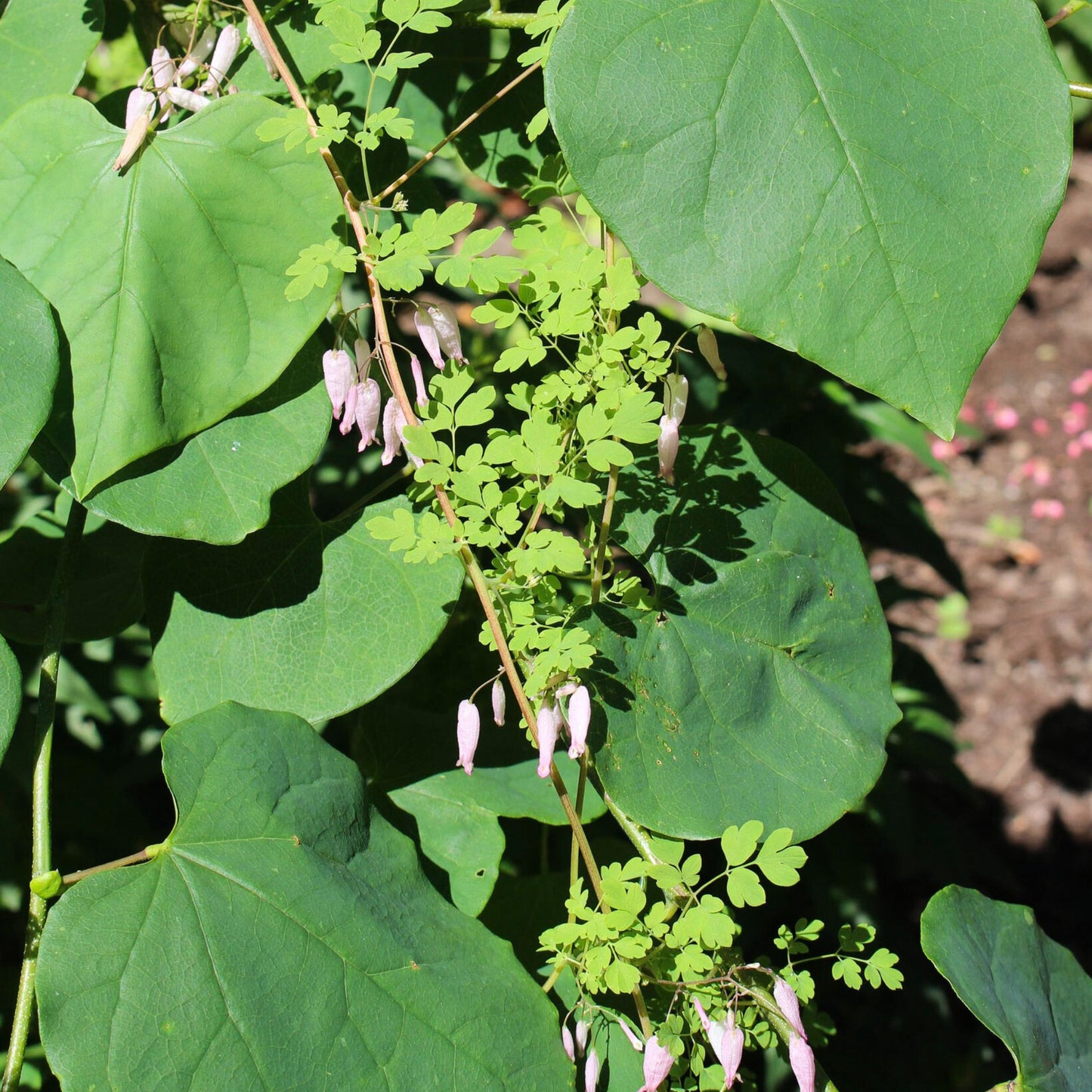 Allegheny vine (Adlumia fungosa) Plants