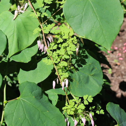 Allegheny vine (Adlumia fungosa) Plants