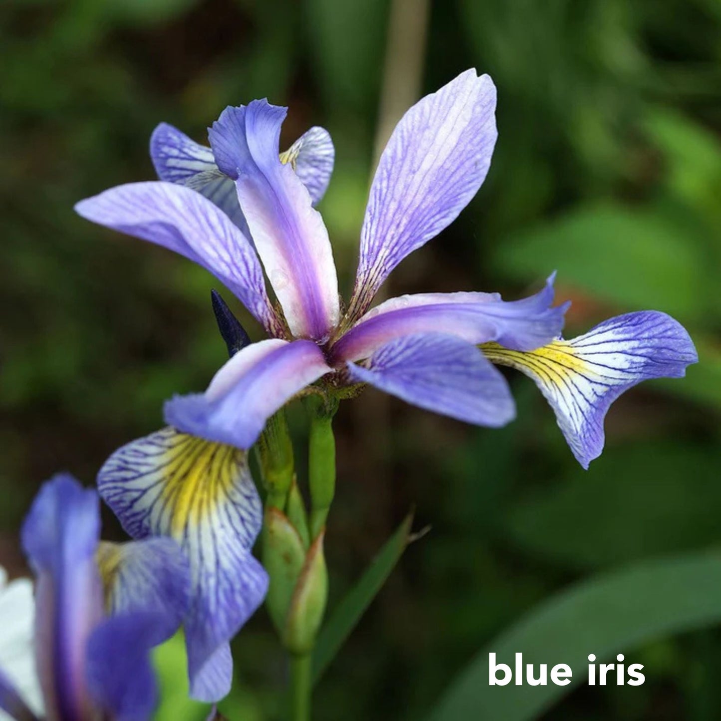 Rain Garden Mix for Sunny Wet Sites